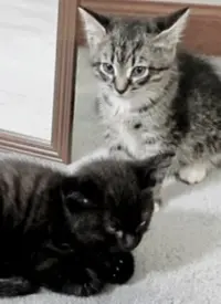 《纪录片：萌宠记》：毛茸茸的治愈力，它们不只是宠物，更是家人！深入探寻宠物与人类的情感羁绊。